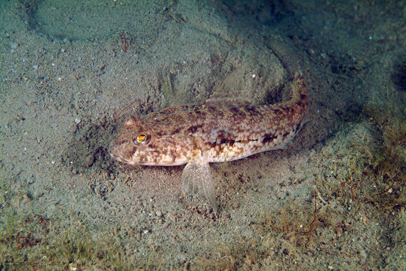 Gobius niger